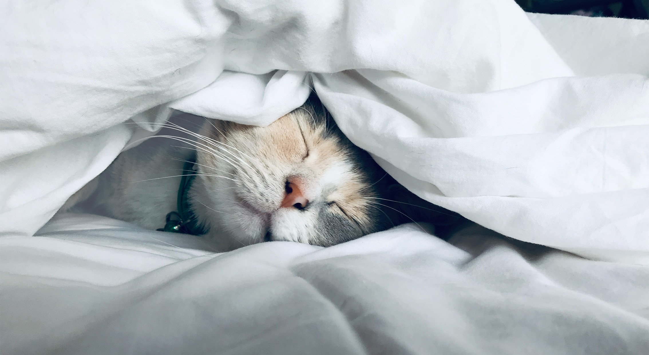 cat in bed